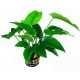 Anubias Barteri Striped