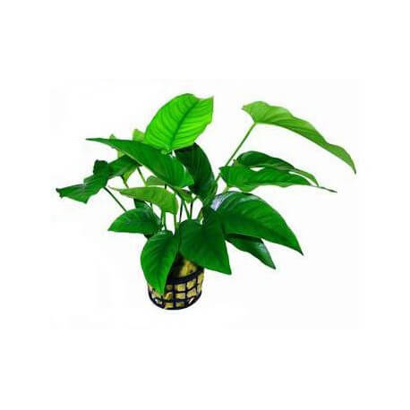 Anubias Barteri Striped
