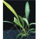 Anubias Lanceolata