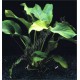 Anubias Sharp Wavy Leaf