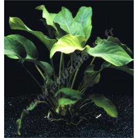 Anubias Sharp Wavy Leaf