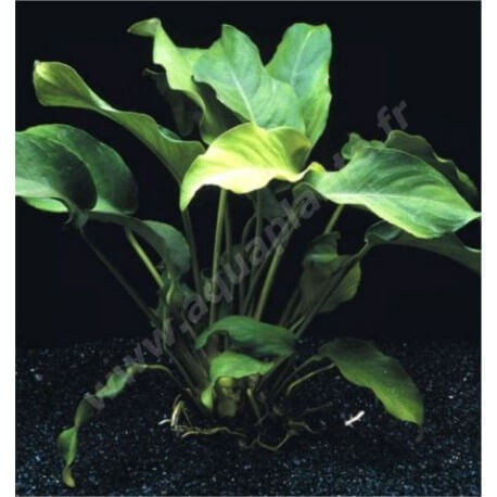 Anubias Sharp Wavy Leaf