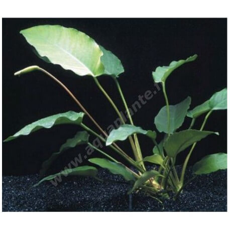 Anubias Oriental Green