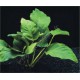 Anubias Nana Round Leaf