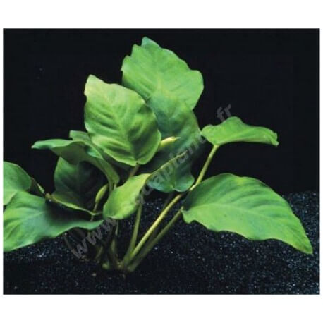 Anubias Nana Round Leaf