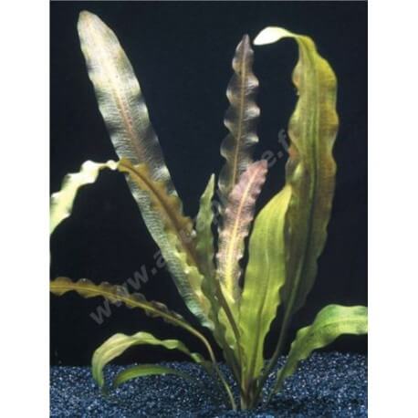 Aponogeton Rigidifolius