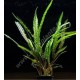 Cryptocoryne Balansae