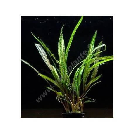 Cryptocoryne Balansae