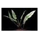 Cryptocoryne Ciliata