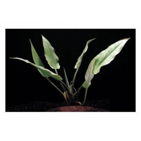 Cryptocoryne Ciliata