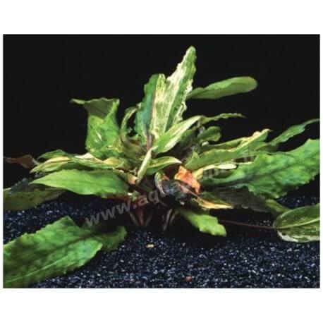 Cryptocoryne Chameleon