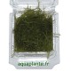 Taxiphyllum Barbieri (Mousse de Java) Tropica