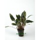 Cryptocoryne Axelrodi