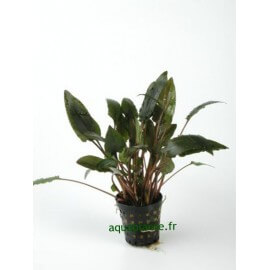 Cryptocoryne Axelrodi