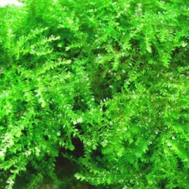 Vesicularia Ferriei Weeping Moss Tropica