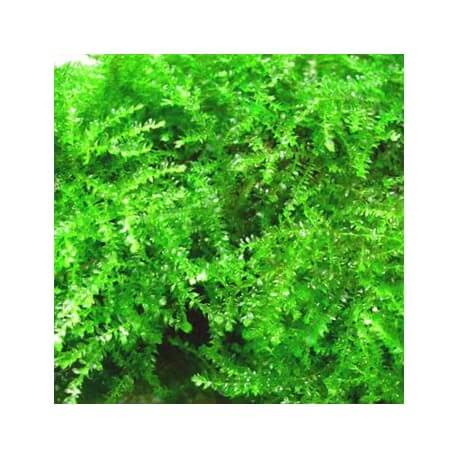Vesicularia Ferriei Weeping Moss Tropica