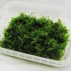 Vesicularia Dubyana Christmas Moss Tropica