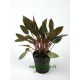 Cryptocoryne Legroi Walkeri