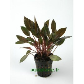 Cryptocoryne Legroi Walkeri