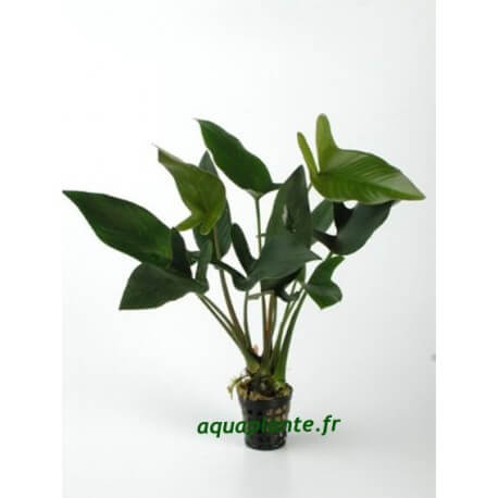 Anubias Hastifolia