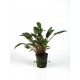 Cryptocoryne Moehlmannii
