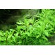 Penthorum Sedoides Tropica