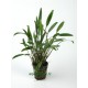 Cryptocoryne Nevelli