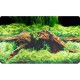 Poster 30X60 Spring / Moss