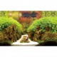 Poster 30X60 Spring / Moss