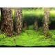 Poster 30X60 Scaper's Hill / Scaper's Forest