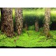 Poster 120X50 SCAPER'S HILL / SCAPER'S FOREST