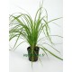 Cyperus Helferi