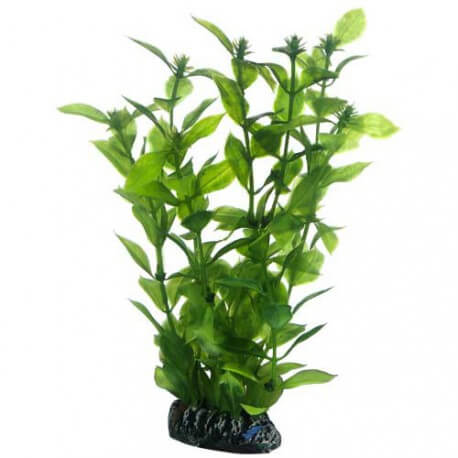 Plante artificielle Hygrophila 20cm