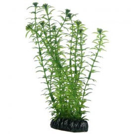 Plante artificielle Lagarosiphon 20cm