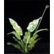 Echinodorus Cordifolius Queen Marble