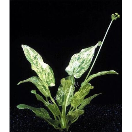 Echinodorus Cordifolius Queen Marble