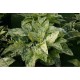 Echinodorus Cordifolius Queen Marble