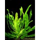 Echinodorus Horemanii Vert