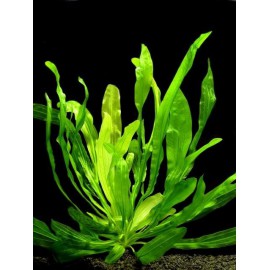 Echinodorus Horemanii Vert
