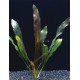 Echinodorus Horemanii Rouge