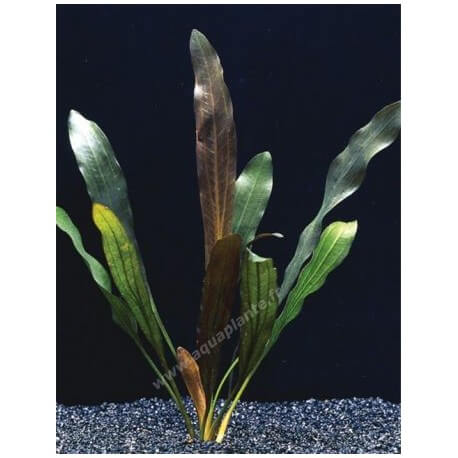 Echinodorus Horemanii Rouge