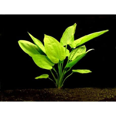 Echinodorus Horizontalis