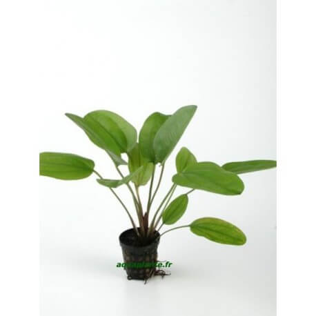 Echinodorus Midi Fleur