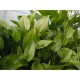 Echinodorus Radicans