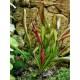 Echinodorus Red Devil