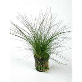 Eleocharis Acicularis