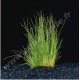 Eleocharis Acicularis