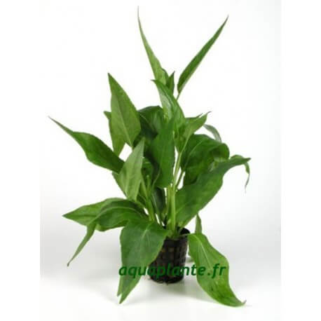 Gymnocoronys Spilanthoides