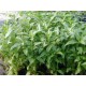 Gymnocoronys Spilanthoides