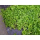 Hemianthus Callitrichoides Cuba - Plante d'aquarium gazonnante